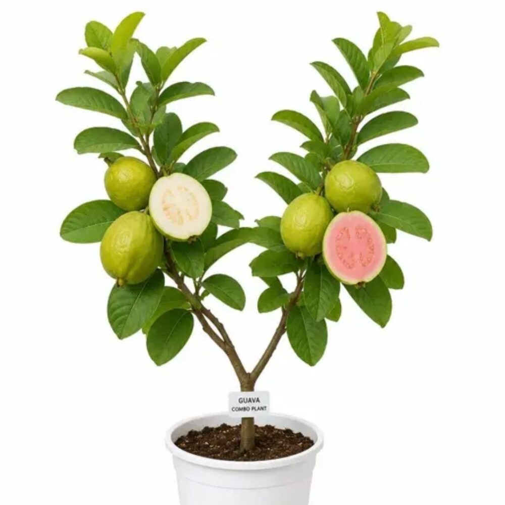 Guva Plant